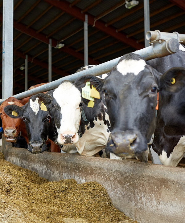 cow 600-724
