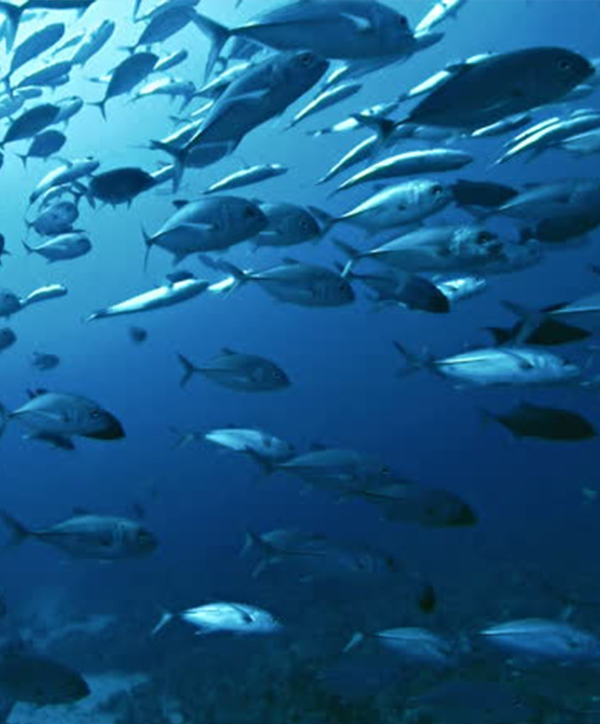 fish 600-724