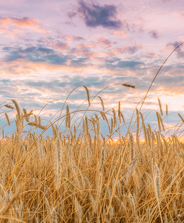 wheat 600-724